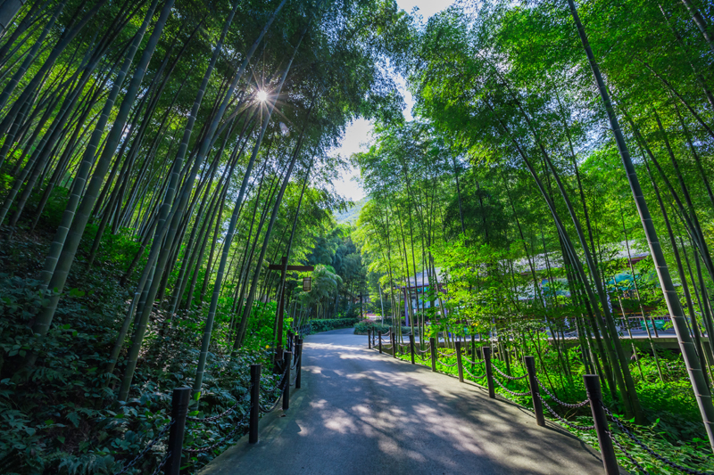 南山竹海景区